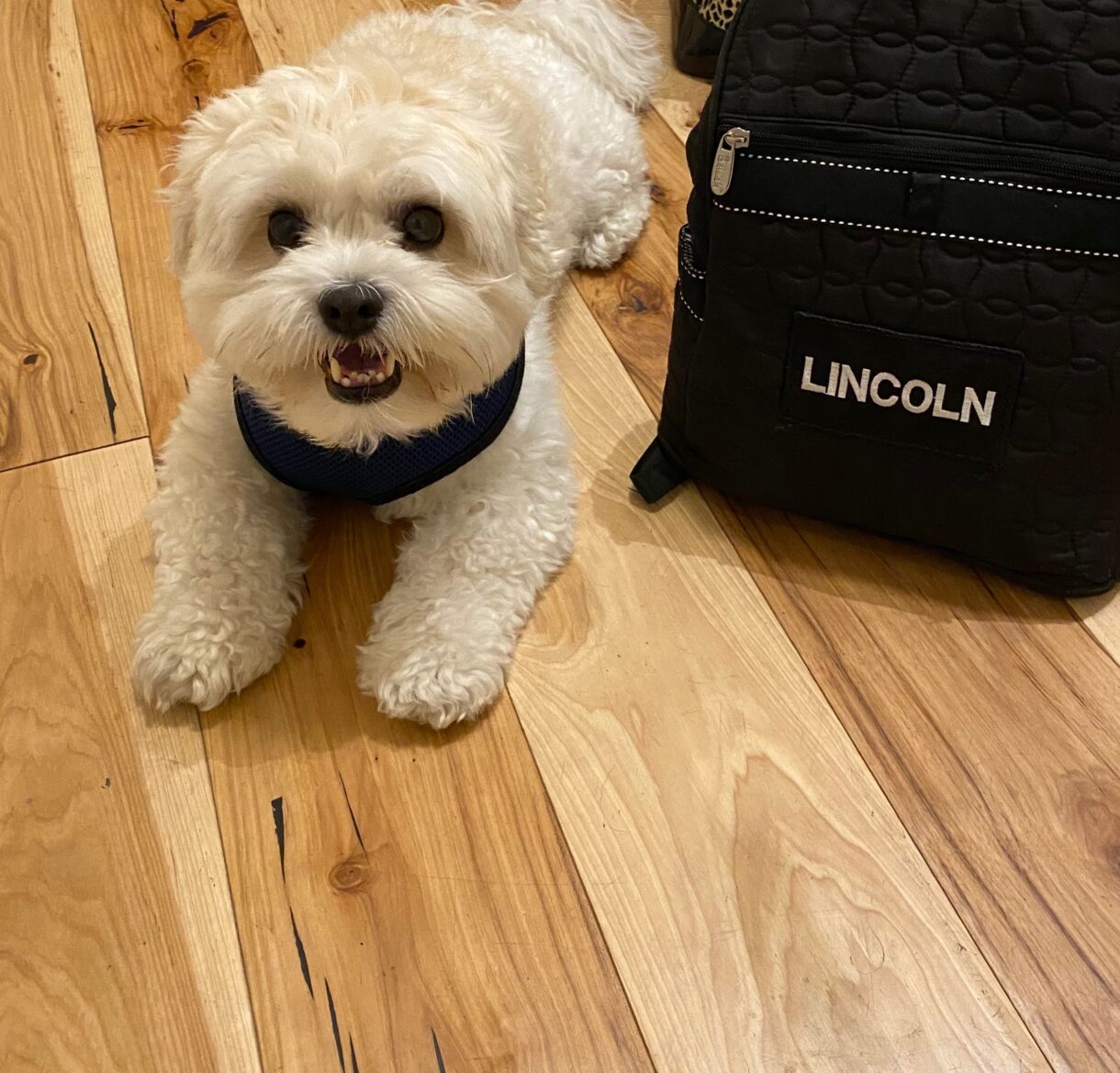 Lincoln the design dog